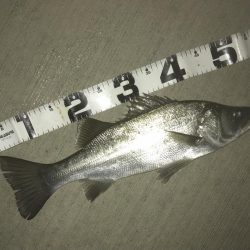 雨降ったらセイゴ!