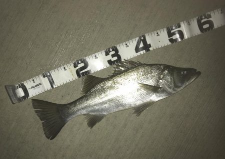 雨降ったらセイゴ!