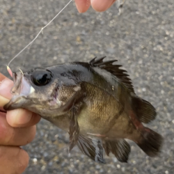 メバル釣り