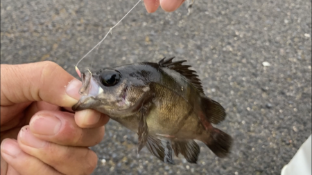 メバル釣り
