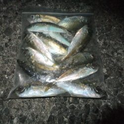 豆アジ好調キープ