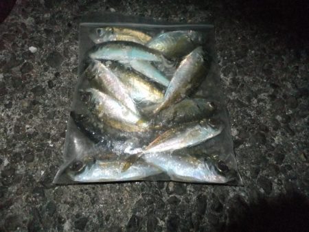 豆アジ好調キープ