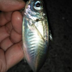 予期せぬ豆アジング