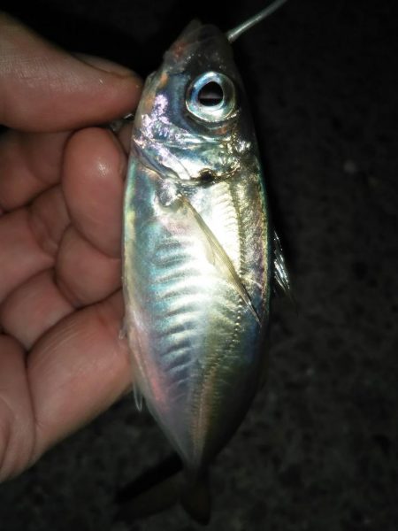 予期せぬ豆アジング