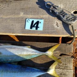 今日も浮き飲ませで(爆)釣果