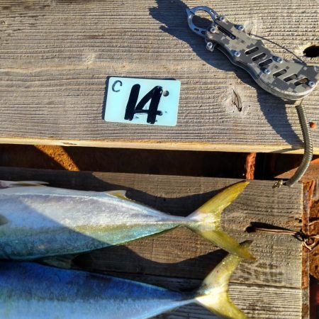 今日も浮き飲ませで(爆)釣果