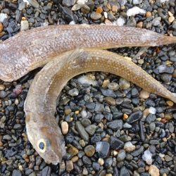 サーフエギング&ショアジギング