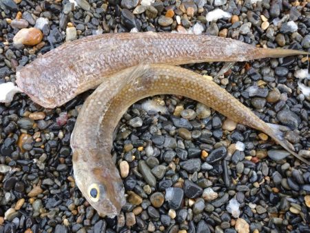 サーフエギング&ショアジギング