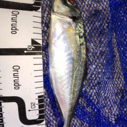 尺アジナイトゲーム