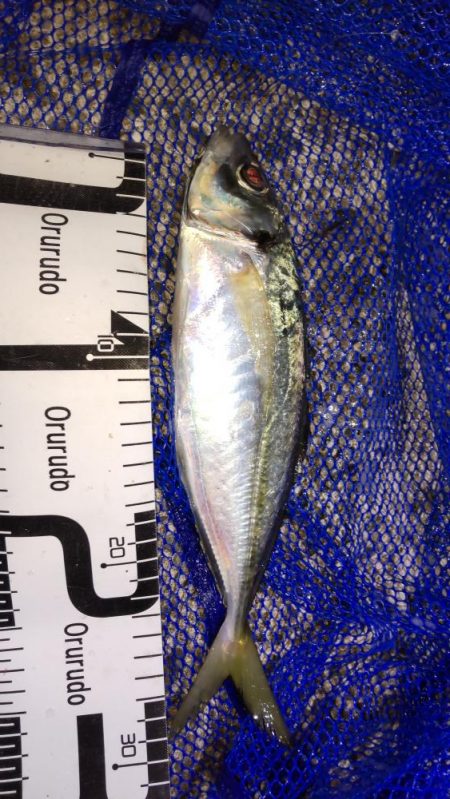 尺アジナイトゲーム