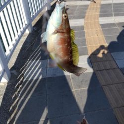 小物釣フィーバー