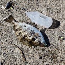 アイゴだけじゃない!!