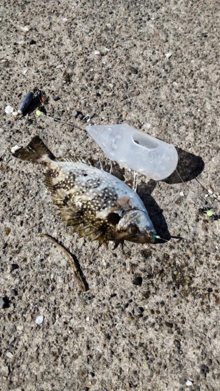 アイゴだけじゃない!!