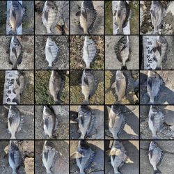 イチノ兄弟(兄)釣果!