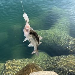 セイゴ釣り