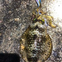 2022 佐渡ヶ島エギング 51回目【11月22日】