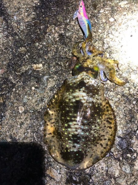 2022 佐渡ヶ島エギング 51回目【11月22日】