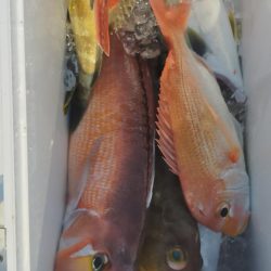 良型アマダイゲット