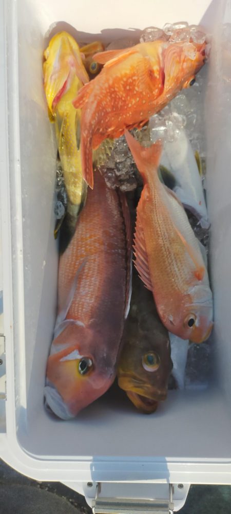 良型アマダイゲット