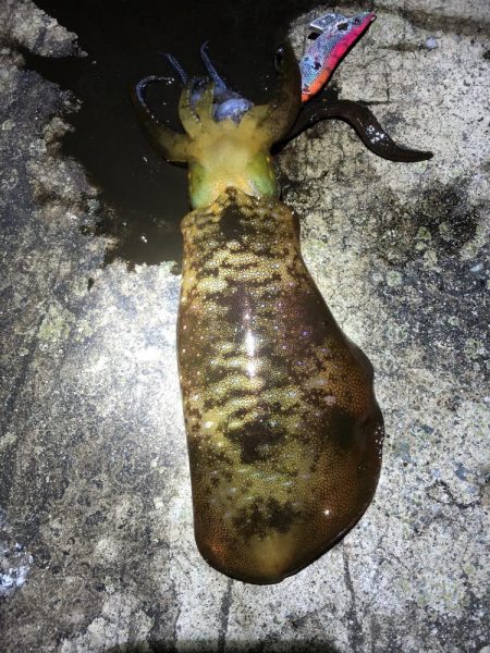 2022 佐渡ヶ島エギング 39回目【10月29日】