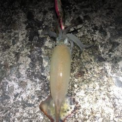 2022 佐渡ヶ島エギング 53回目【11月25日】