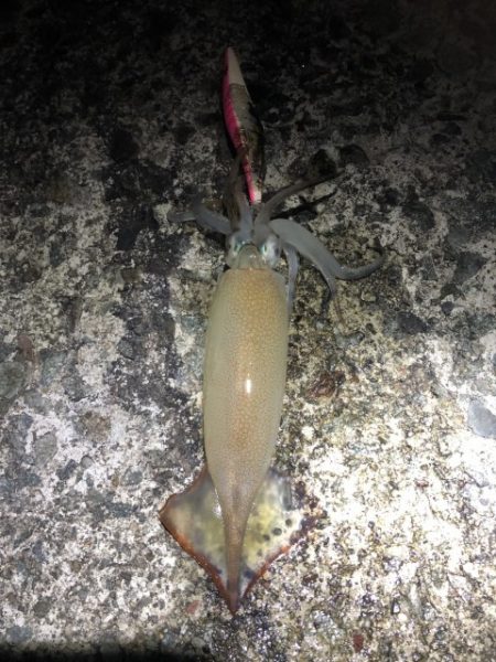 2022 佐渡ヶ島エギング 53回目【11…