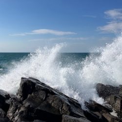 カンパリの情報を参考に