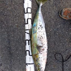 初、青物…しかもブリサイズ