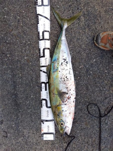 初、青物…しかもブリサイズ