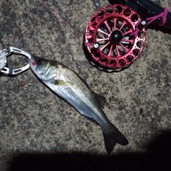 2022/10/31 南港ヘチ釣り釣行