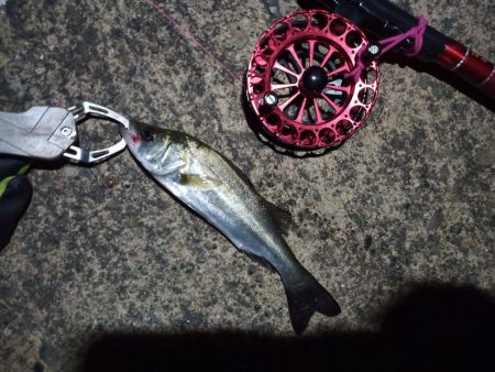 2022/10/31 南港ヘチ釣り釣行