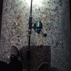 アオリイカ3杯！