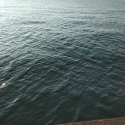 西宮周辺青物好調！！