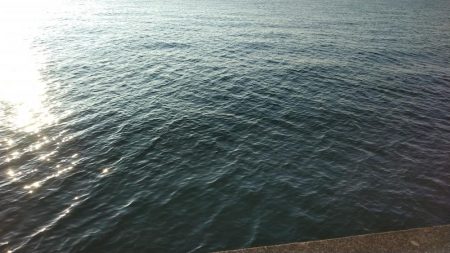 西宮周辺青物好調！！