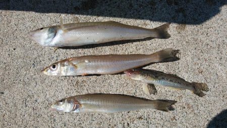 久々の良型キスが釣れました