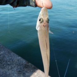 投げ「引き釣り」