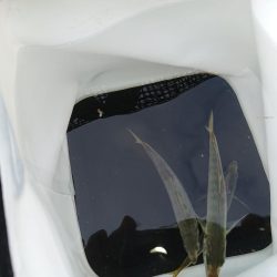 そろそろブリサイズ欲しい