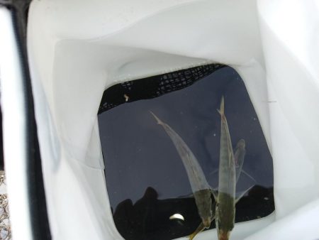 そろそろブリサイズ欲しい