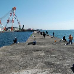 播磨新島のキスが釣れなくなりました