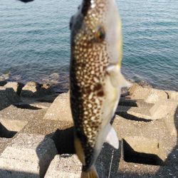 久しぶりに良型キスのアタリを楽しめました