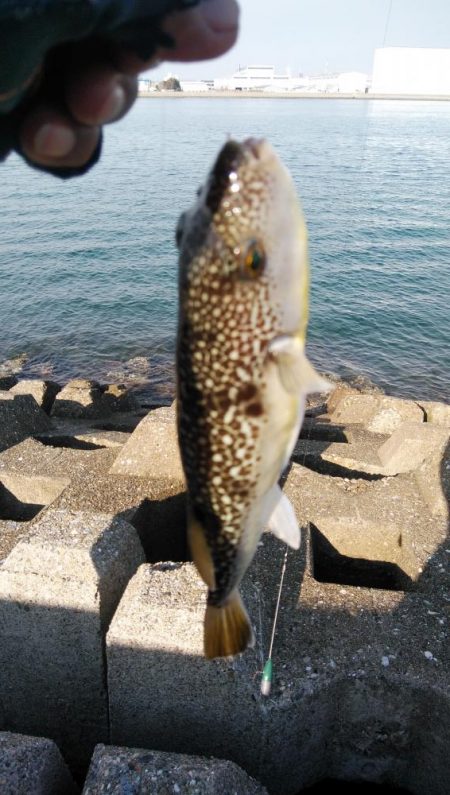 久しぶりに良型キスのアタリを楽しめました