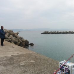 魚住港のキス調査