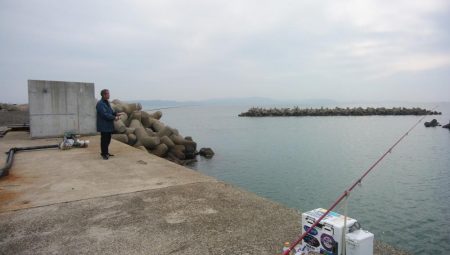 魚住港のキス調査