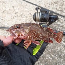 2022/11/19 須磨ライトゲーム釣行