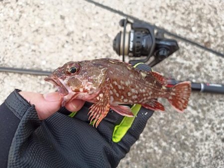 2022/11/19 須磨ライトゲーム釣行