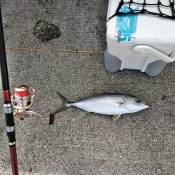 カンパチ・ヒラメ・ハマチ・・・美味しい魚