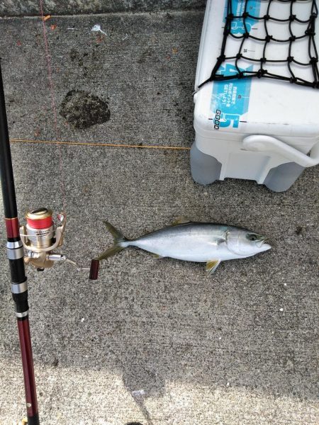 カンパチ・ヒラメ・ハマチ・・・美味しい魚