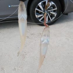 都志港へリベンジ釣行