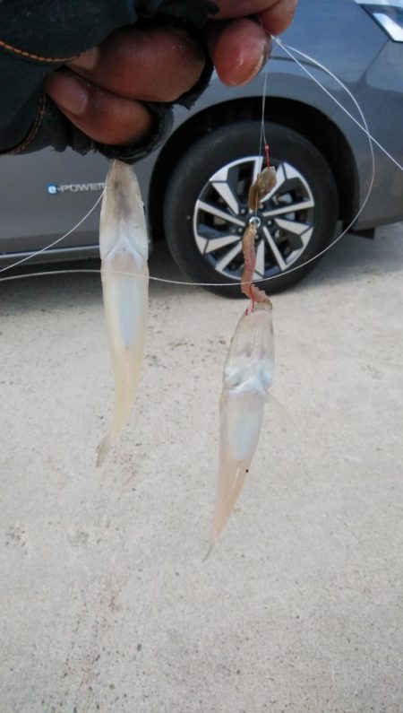 都志港へリベンジ釣行