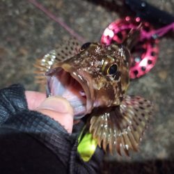 2022/11/24 南港ヘチ釣り釣行